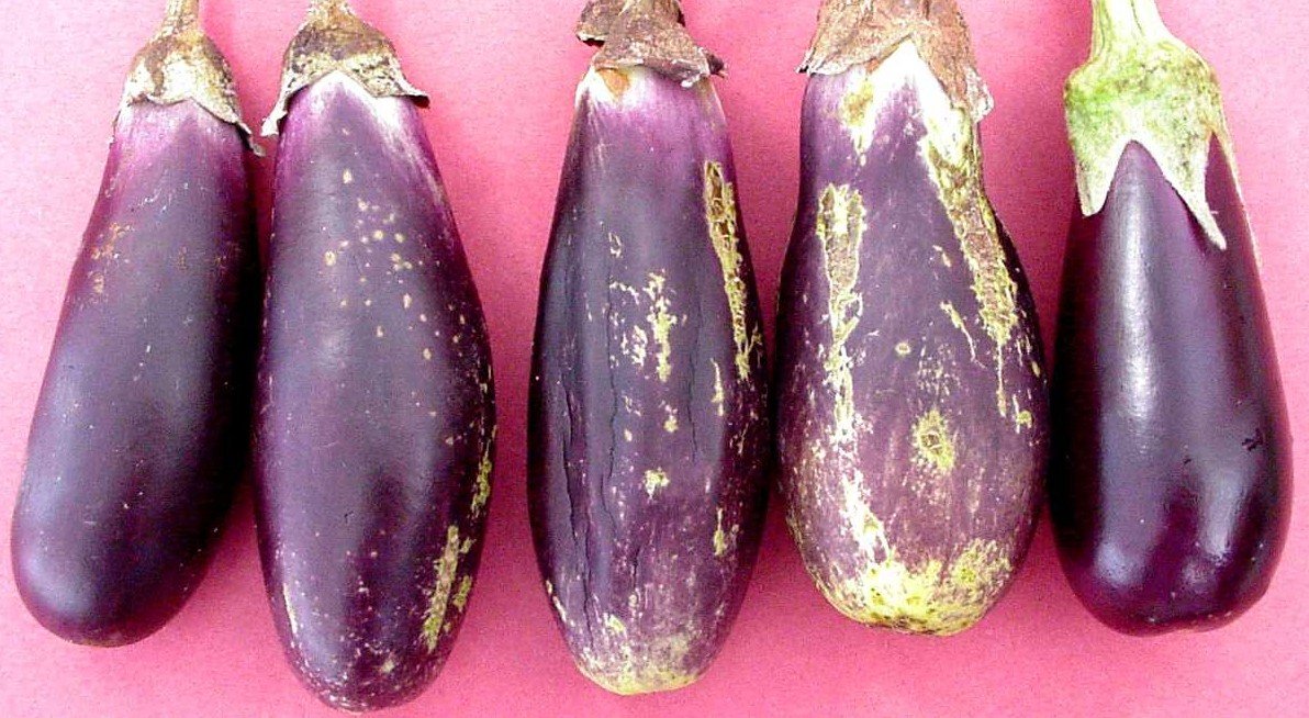 Eggplant Biovision Home.
